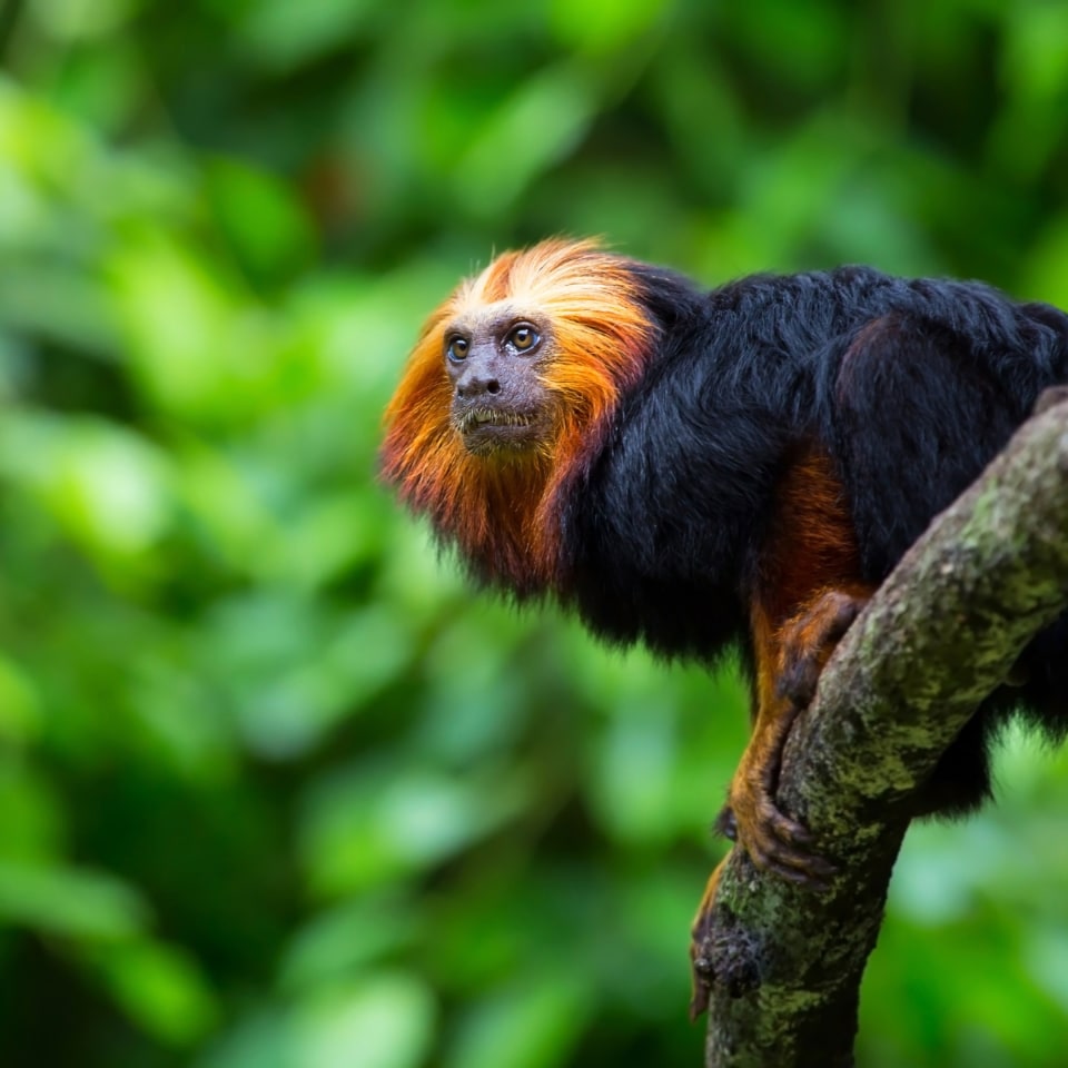 Amazonas Survival Tour